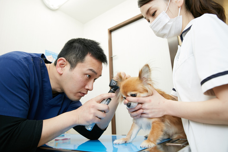 ポルト動物病院