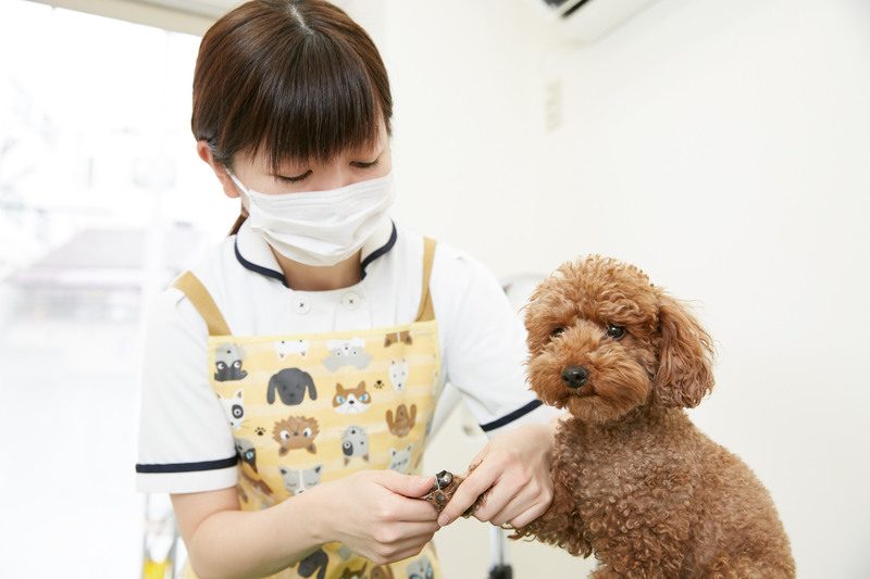 ポルト動物病院