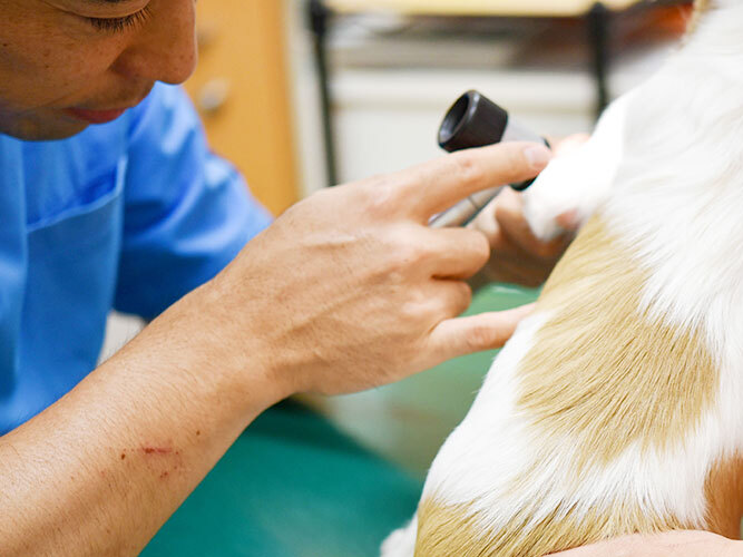 ポプラ動物病院