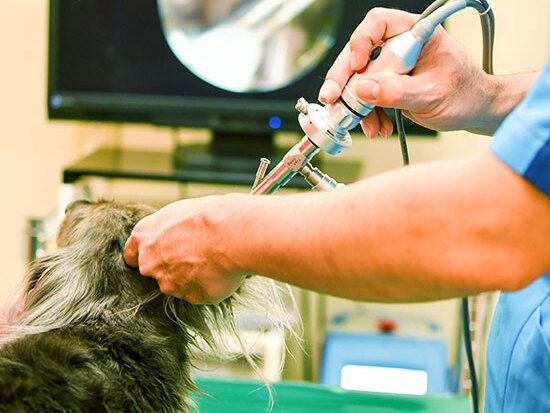 ポプラ動物病院