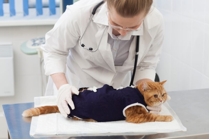 検査してもらっている猫