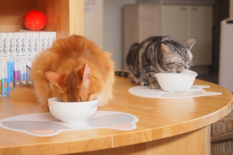 泡を吹く原因とは