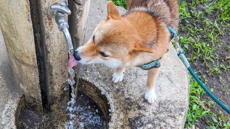 脱水症状予防のために