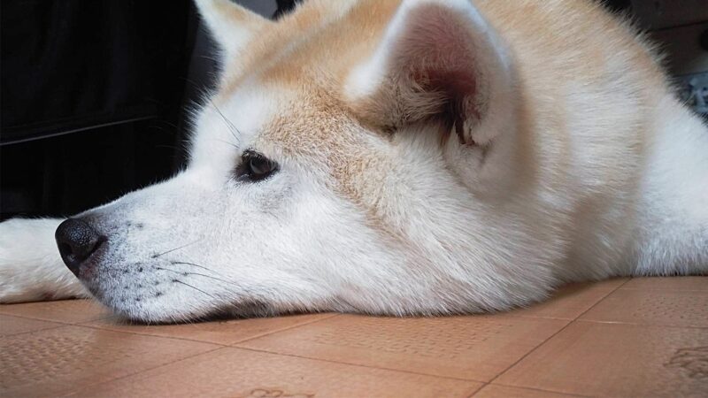 犬の脱水症状とは