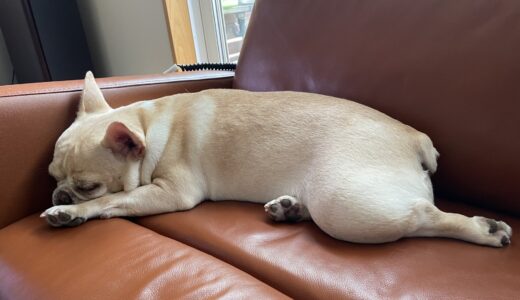 犬の脱水症状への対処法とは？原因や注意すべき症状について解説