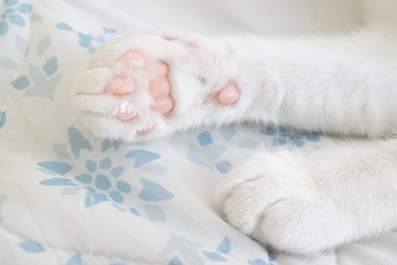 猫 泡吹く まとめ