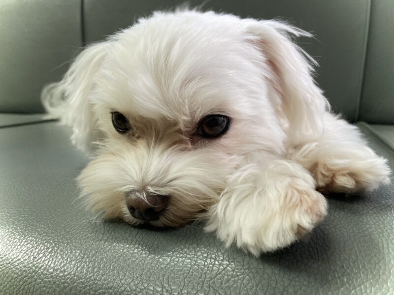 犬でも熱中症で脱水症状に