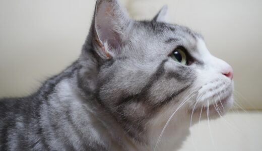 猫が泡吹く理由とは？考えられる原因と病気について解説