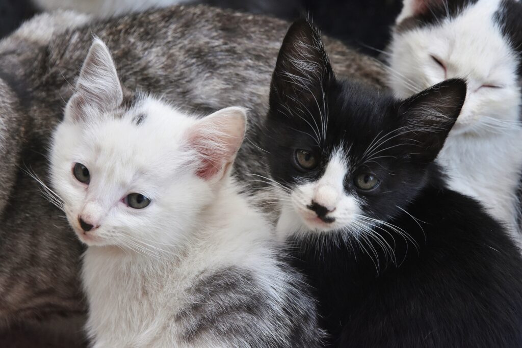 んちを持参し、動物病院で糞便検査