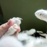 猫の爪切りはどこまでやって良いの?嫌がる場合の対処法も紹介!