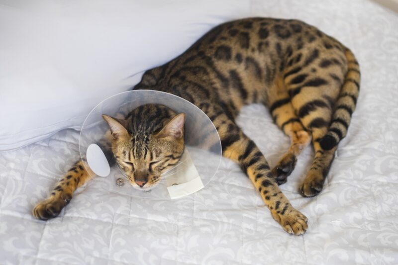 てんかんが疑われる猫