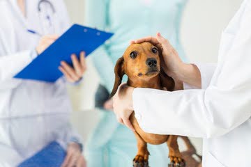 犬の健康診断にかかる費用はどれくらい?受けるべき年齢や頻度についても紹介