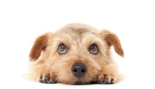 犬の目やにの取り方は？嫌がる場合の対処法や、関連する病気についても紹介