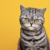 猫 シャンプー 頻度