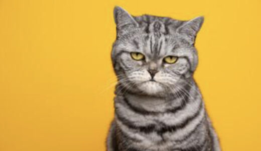 猫のシャンプーの頻度は？シャンプーの必要性や適切なシャンプーのやり方を解説！