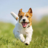 犬 薬 飲ませ方