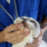 猫 目の周り 赤い