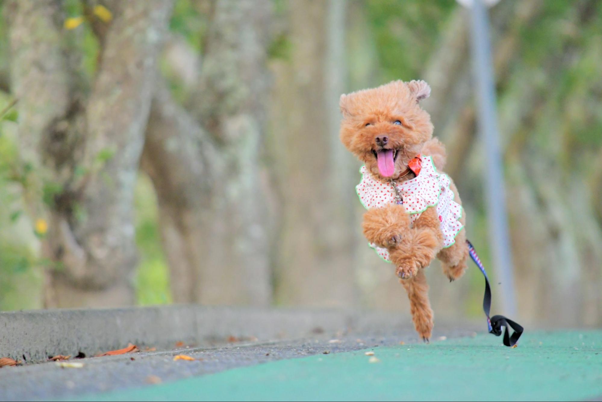 走る 小型犬