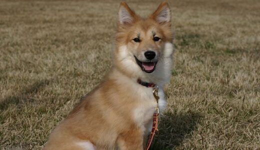 犬の呼吸が早い｜原因・対処法・獣医師に診せたほうがよい目安を解説