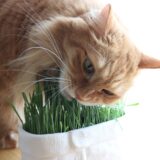 猫が食べてはいけないもの一覧|危険な食品を食べてしまった場合の対処法・注意点を解説