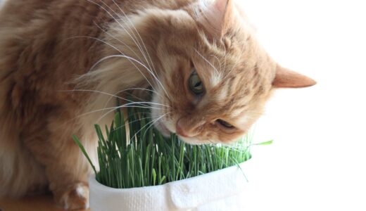 猫が食べてはいけないもの一覧｜危険な食品を食べてしまった場合の対処法・注意点を解説