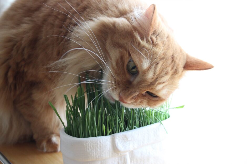 猫が食べてはいけないもの一覧｜危険な食品を食べてしまった場合の対処法・注意点を解説