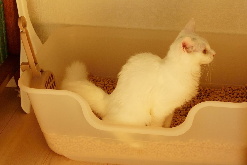 猫の血尿の原因は?