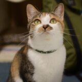 猫の病気FIP(猫伝染性腹膜炎)とは?