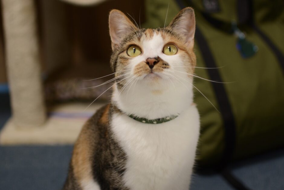 猫の病気FIP（猫伝染性腹膜炎）とは？