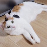 猫の血便元気ある場合も獣医師に診せるべき?血便の原因や対処法を解説