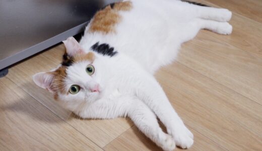 猫の血便元気ある場合も獣医師に診せるべき？血便の原因や対処法を解説