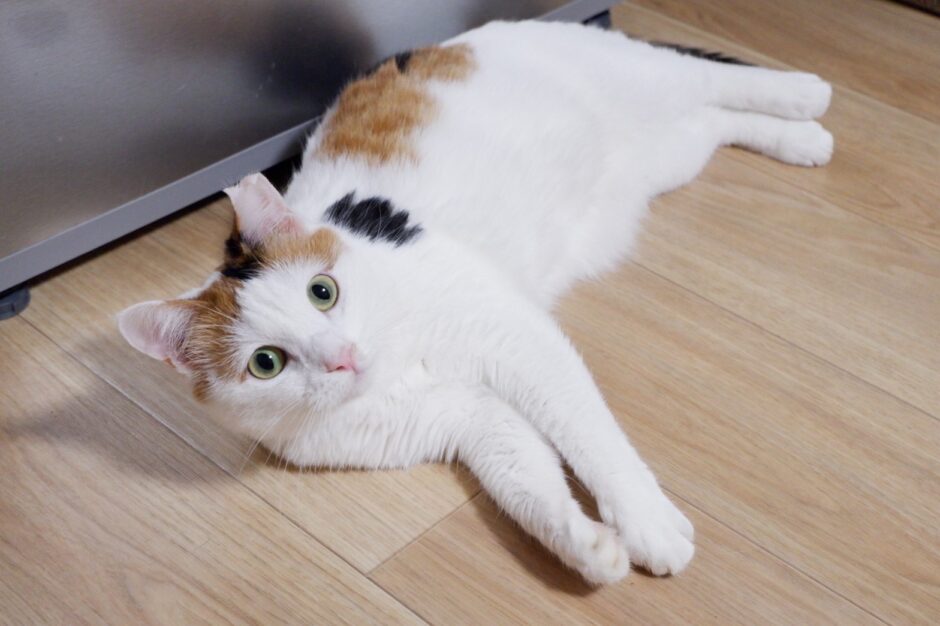 猫の血便元気ある場合も獣医師に診せるべき？血便の原因や対処法を解説