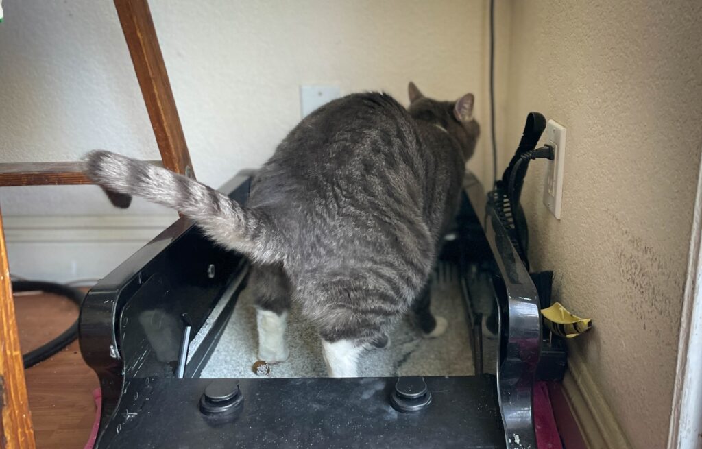 トイレをするネコ