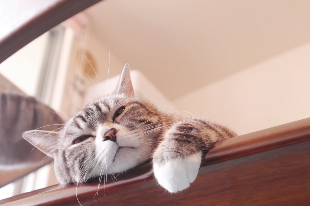 猫の血便の対処法