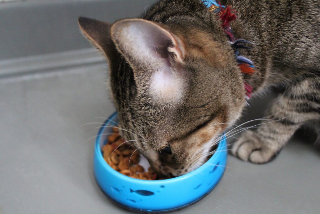 食事内容や生活環境の改善