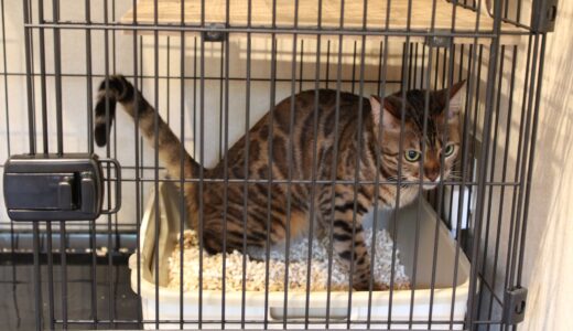 猫の血尿の原因は？考えられる病気・対処法・予防法を解説