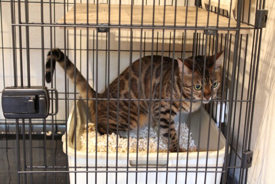 猫の血尿の原因は？考えられる病気・対処法・予防法を解説