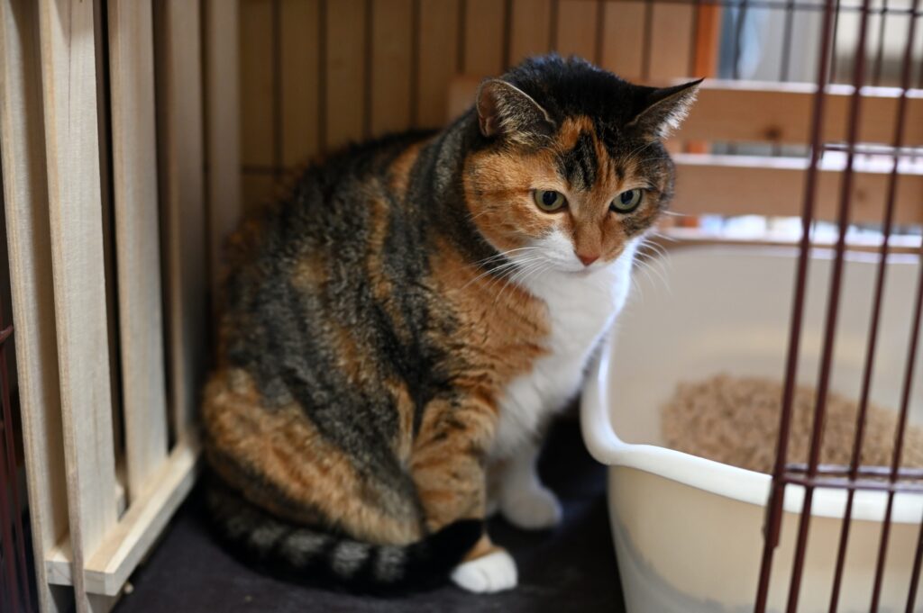 猫の血尿の予防法