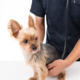 犬の血便:原因や対処法について解説!