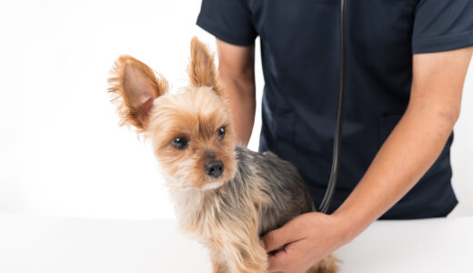 犬の血便：原因や対処法について解説！