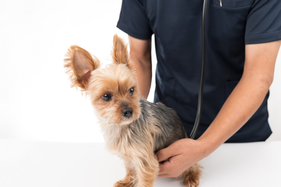 犬の血便：原因や対処法について解説！