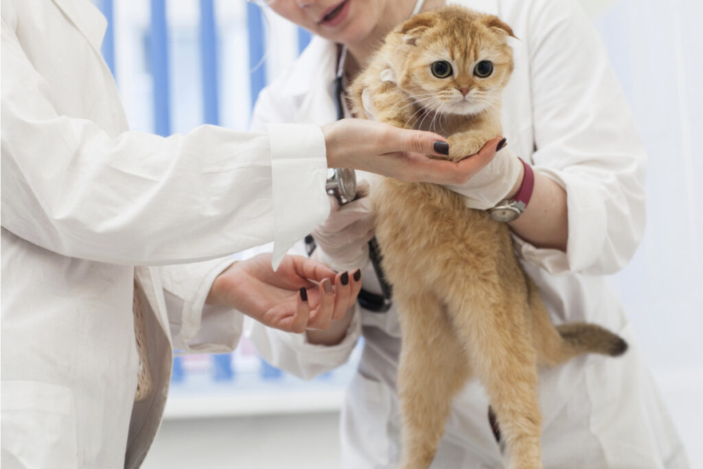 猫も咳をするの?