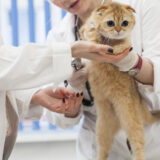 猫も咳をするの?