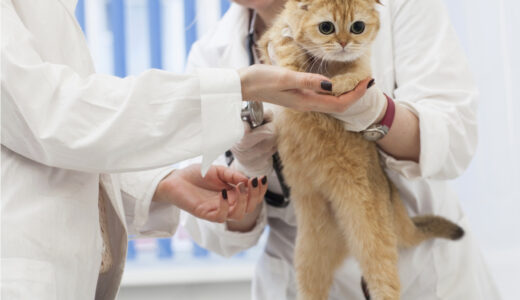 猫も咳をするの？病気が隠れている場合もある？