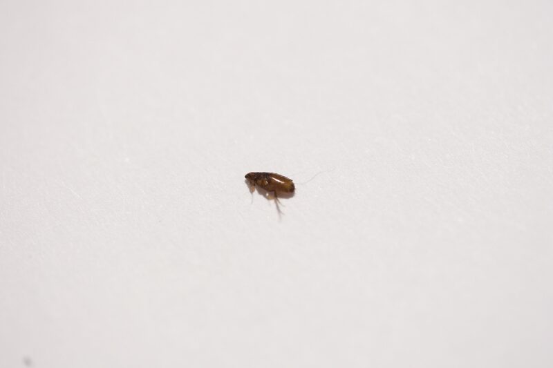 ノミアレルギー