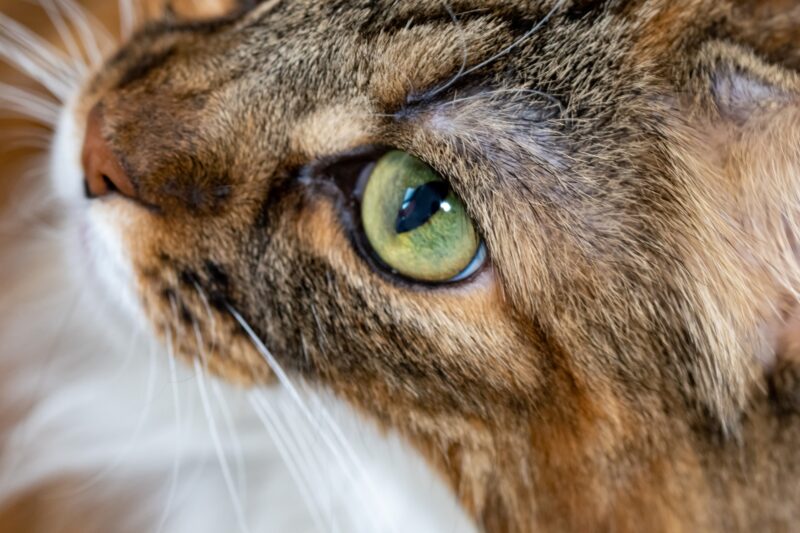 猫の肉球に異変を感じたら