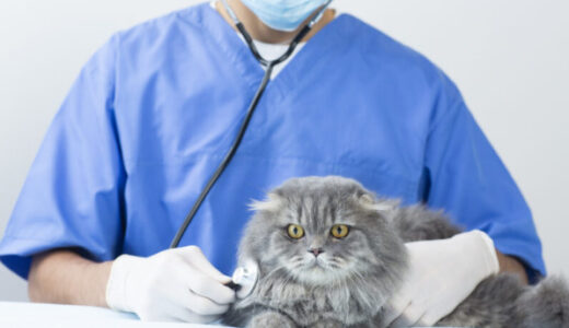 猫の多発性囊胞腎症ってどんな病気？症状や診断方法などを解説！