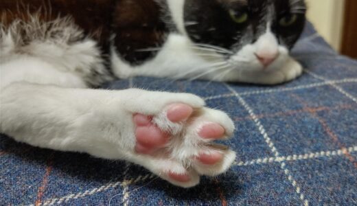 猫の肉球の病気とは？形質細胞性足皮膚炎の症状・原因・治療法について解説