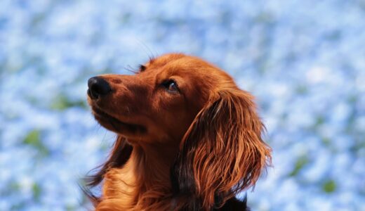 犬の耳の病気について｜症状・治療法・獣医師の選び方を解説