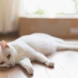 猫が吐く場合に考えられる病気は?原因・対処法・獣医師に相談する目安を解説